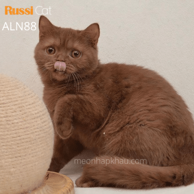 Mèo Anh màu cinnamon nhập Nga