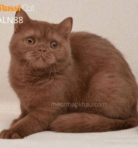 Mèo Anh màu cinnamon nhập Nga