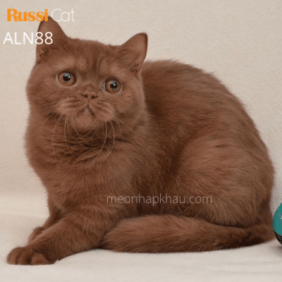 Mèo Anh màu cinnamon nhập Nga