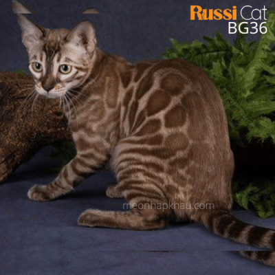 Mèo Bengal seal mink nhập Nga