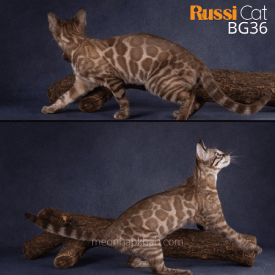 Mèo Bengal seal mink nhập Nga