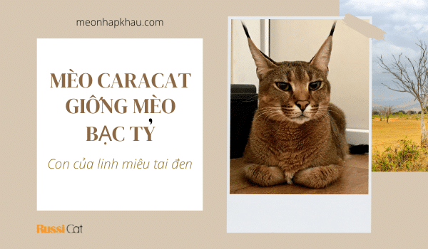 Mèo Caracat - con của linh miêu tai đen
