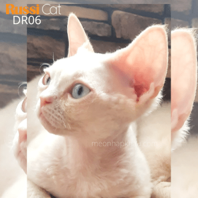 Mèo Devon rex nhập Nga