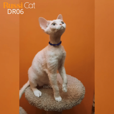 Mèo Devon rex nhập Nga