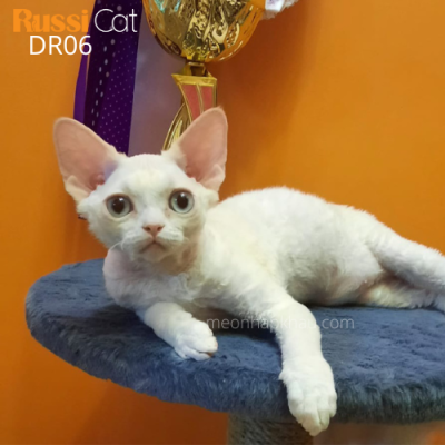 Mèo Devon rex nhập Nga