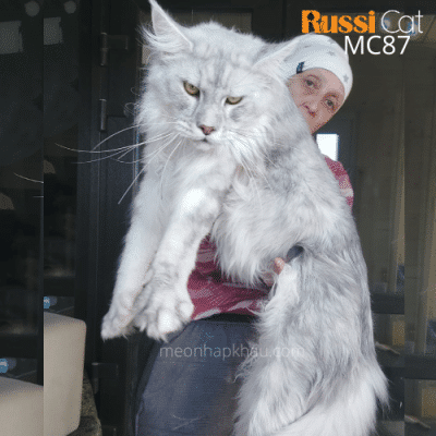 Mèo Maine Coon as11 đực nhập Nga