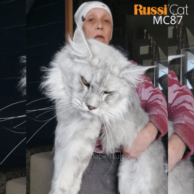 Mèo Maine Coon as11 đực nhập Nga