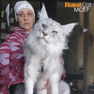 Mèo Maine Coon as11 đực nhập Nga