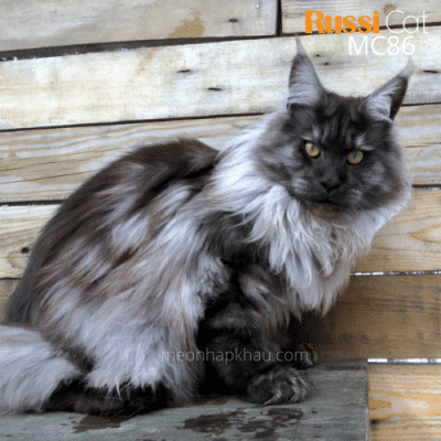 Mèo Maine Coon đen khói nhập Nga