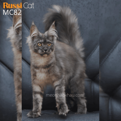 Mèo Maine Coon nhập Nga cái
