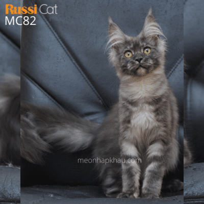 Mèo Maine Coon nhập Nga cái