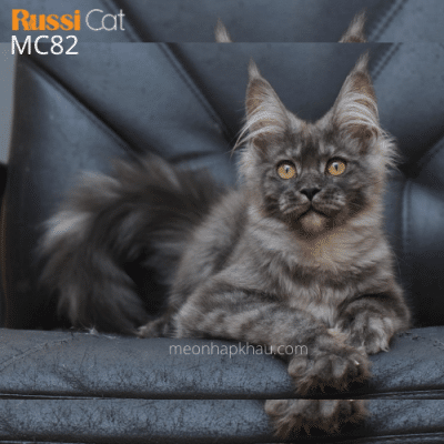 Mèo Maine Coon nhập Nga cái