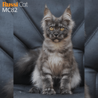 Mèo Maine Coon nhập Nga cái