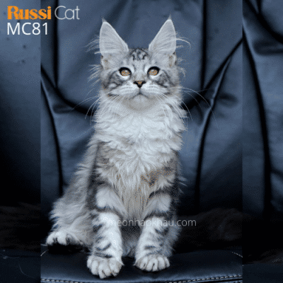 Mèo Maine Coon silver ns22