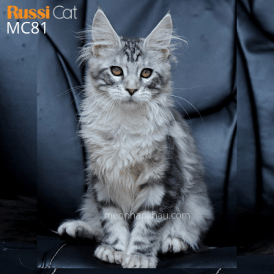 Mèo Maine Coon silver ns22