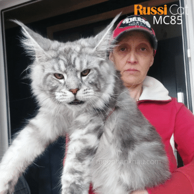 Mèo Maine coon ns 22 nhập Nga