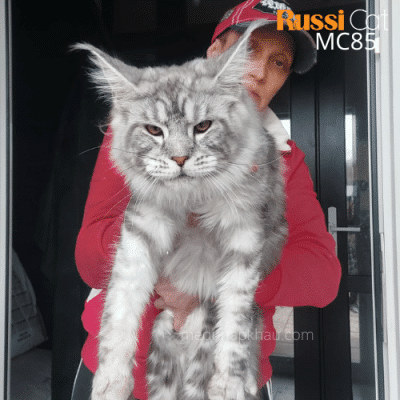 Mèo Maine coon ns 22 nhập Nga