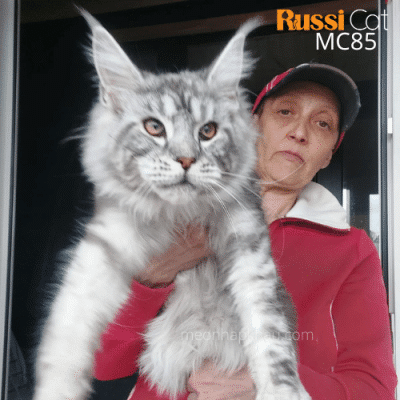 Mèo Maine coon ns 22 nhập Nga