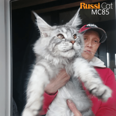 Mèo Maine coon ns 22 nhập Nga
