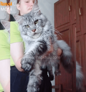 Mèo MaineCoon nhập Nga