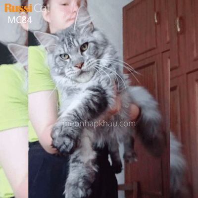 Mèo MaineCoon nhập Nga