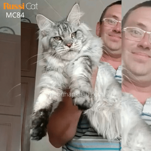 Mèo MaineCoon nhập Nga