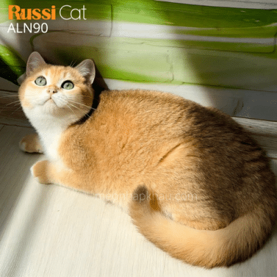 Mèo anh golden ny12 cái nhập Nga