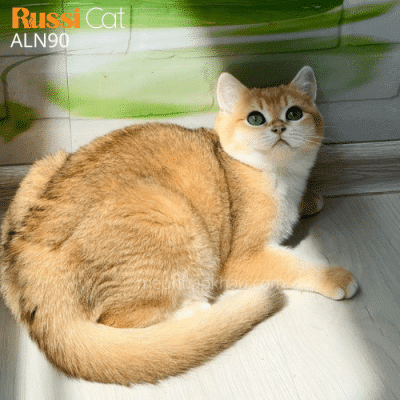 Mèo anh golden ny12 cái nhập Nga