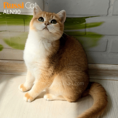 Mèo anh golden ny12 cái nhập Nga