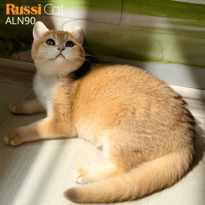 Mèo anh golden ny12 cái nhập Nga