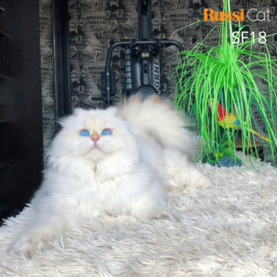 Mèo tai cụp golden point nhập nga