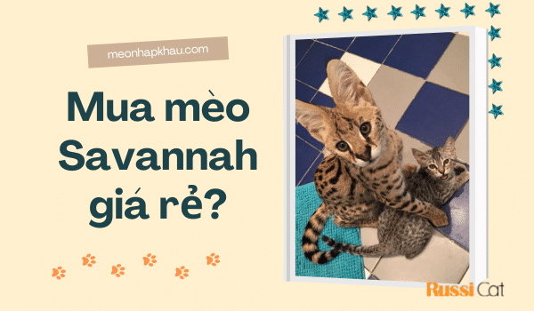 Mua mèo Savannah giá rẻ