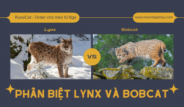 Phân biệt Lynx và bobcat