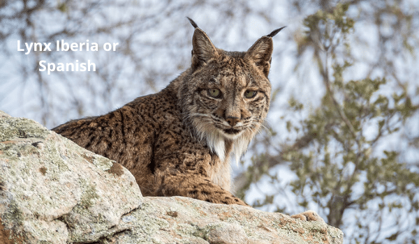 Phân biệt Lynx và bobcat