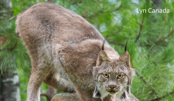 Phân biệt Lynx và bobcat