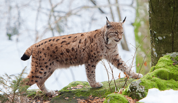 Phân biệt Lynx và bobcat