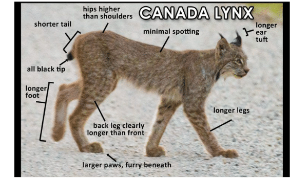 Phân biệt Lynx và bobcat