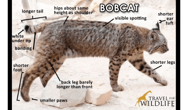 Phân biệt Lynx và bobcat