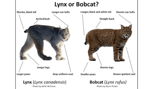 Phân biệt Lynx và bobcat