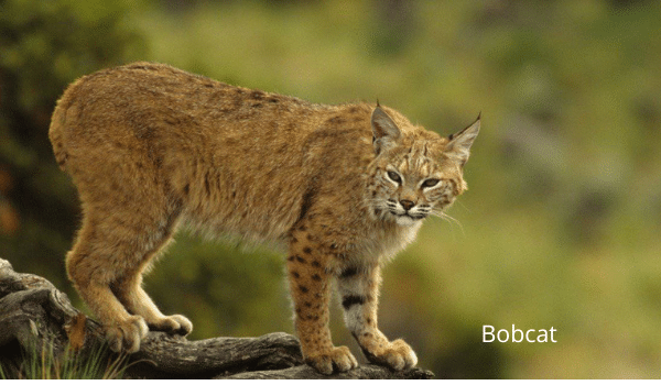 Phân biệt Lynx và bobcat