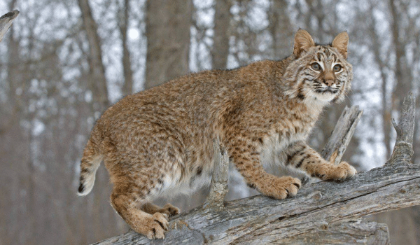 Phân biệt Lynx và bobcat