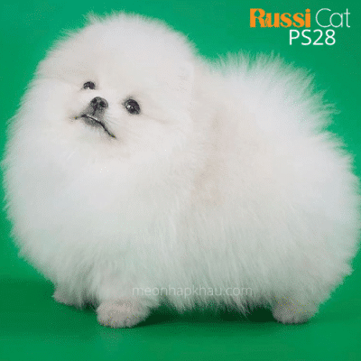 Phốc sóc trắng, nhập Nga