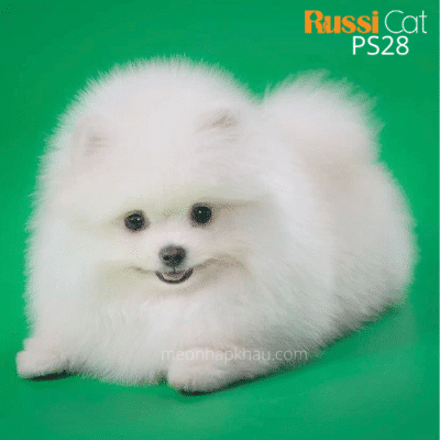 Phốc sóc trắng, nhập Nga