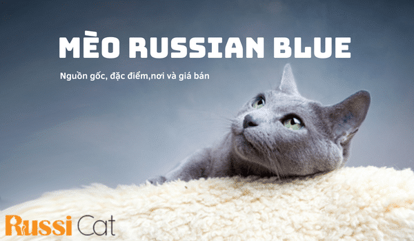 MÈO RUSSIAN BLUE – NGUỒN GỐC, ĐẶC ĐIỂM, NƠI VÀ GIÁ BÁN