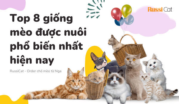 Top 8 giống mèo được nuôi phổ biến nhất hiện nay