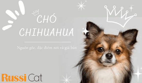 CHÓ CHIHUAHUA – NGUỒN GỐC, ĐẶC ĐIỂM, GIÁ VÀ NƠI BÁN