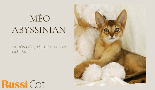 MÈO ABYSSINIAN – NGUỒN GỐC, ĐẶC ĐIỂM, NƠI VÀ GIÁ BÁN