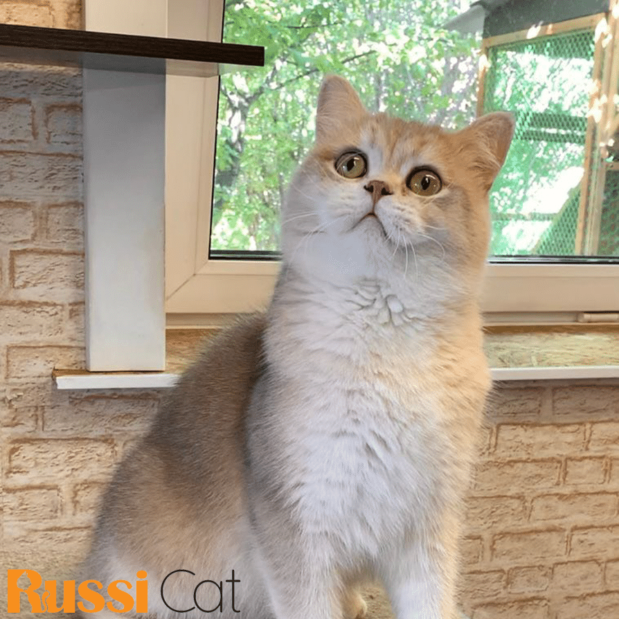Mèo Blue Golden Ay12, Đực – Aln93 - Russicat