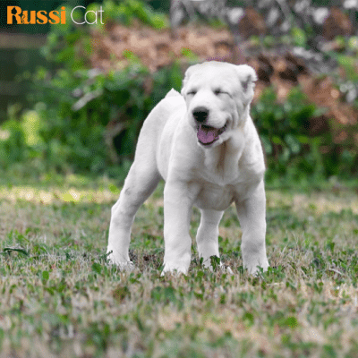 Chó Alabai Nhập Nga, 3 Tháng - ALB03