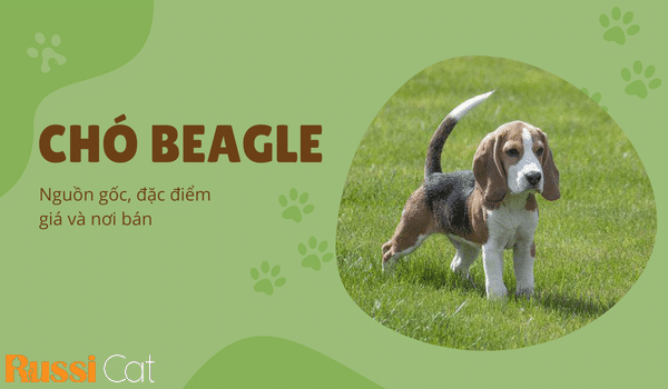 CHÓ BEAGLE – NGUỒN GỐC, ĐẶC ĐIỂM, GIÁ VÀ NƠI BÁN